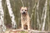 BORDER TERRIER